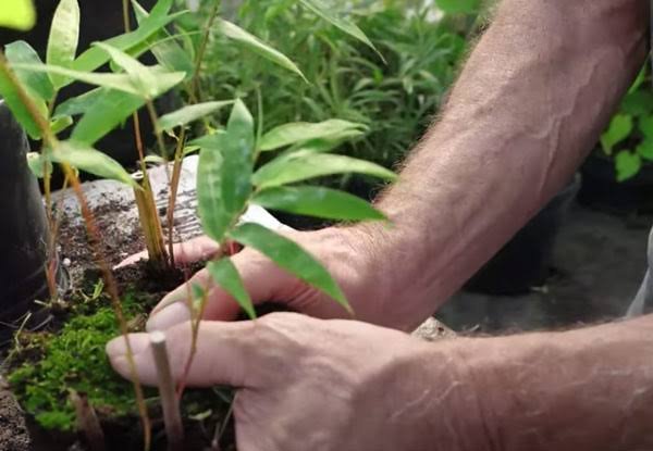 Hands transplanting bamboo saplings in the nursery