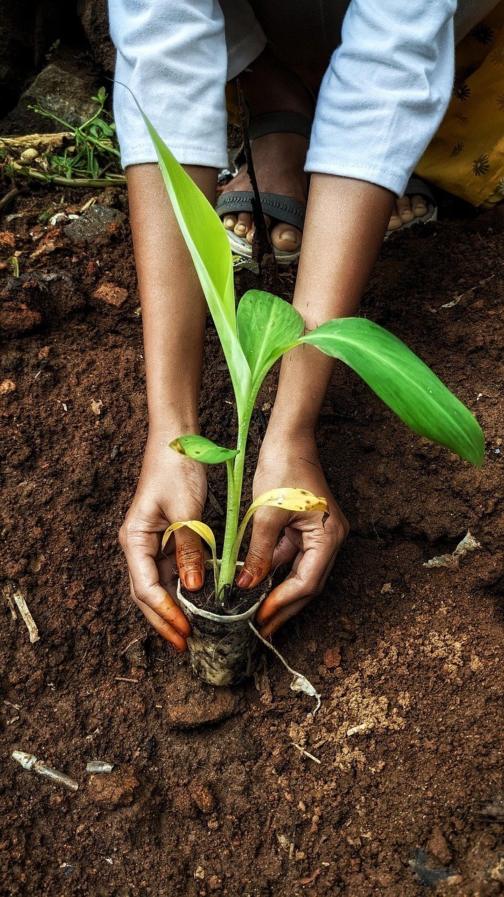 Hands planting a tissue-culture banana sapling